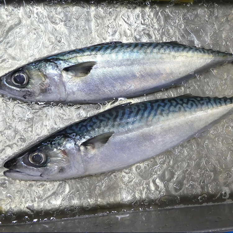 鯖魚サバ
