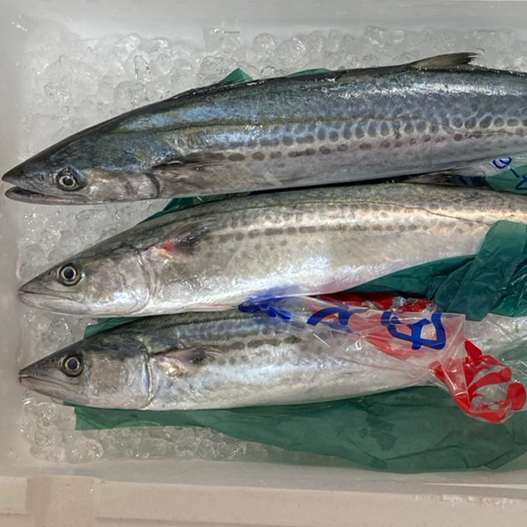 鰆 サワラ