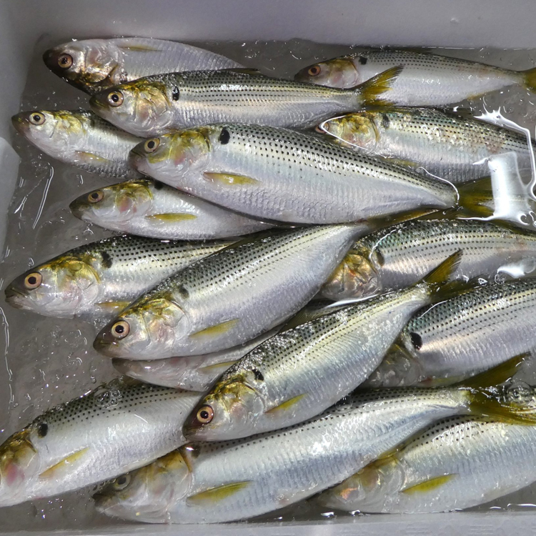 小鰭