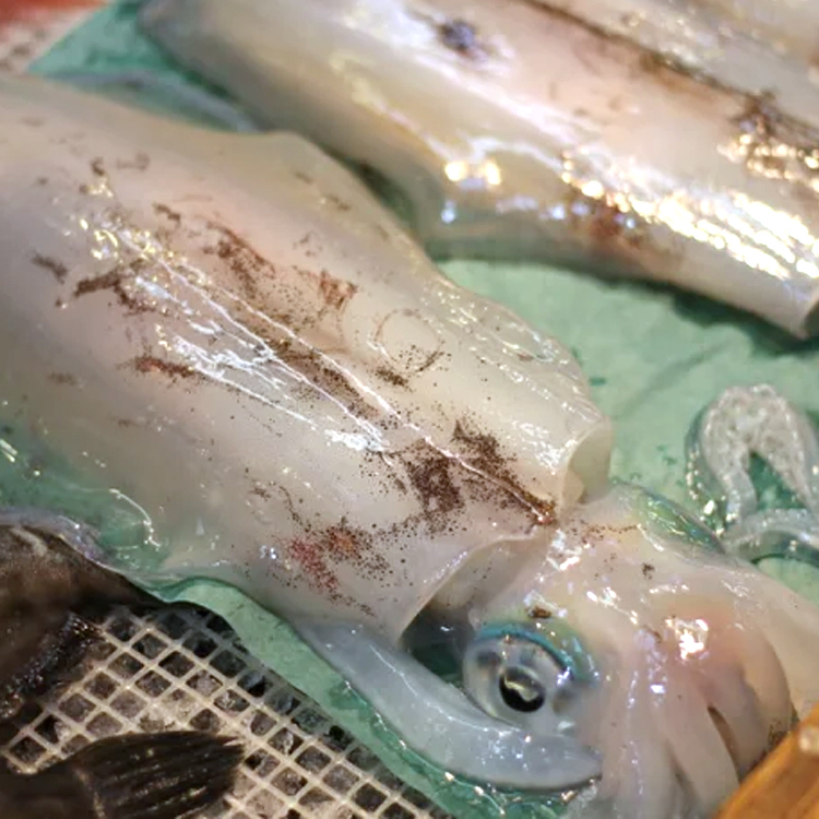 障泥烏賊アオリイカ
