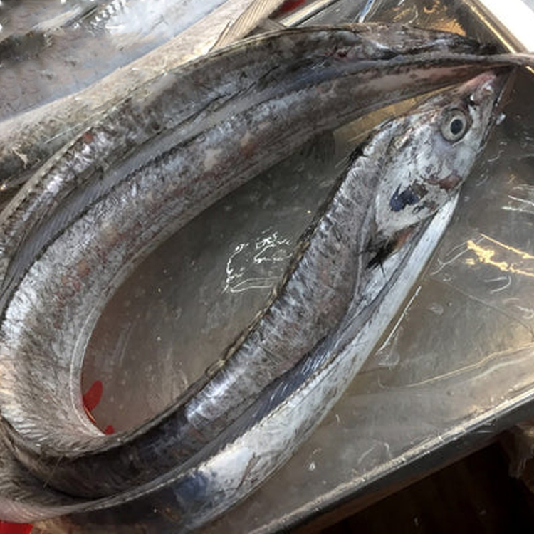 刀魚タチウオ