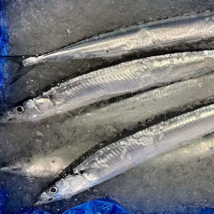 秋刀魚サンマ