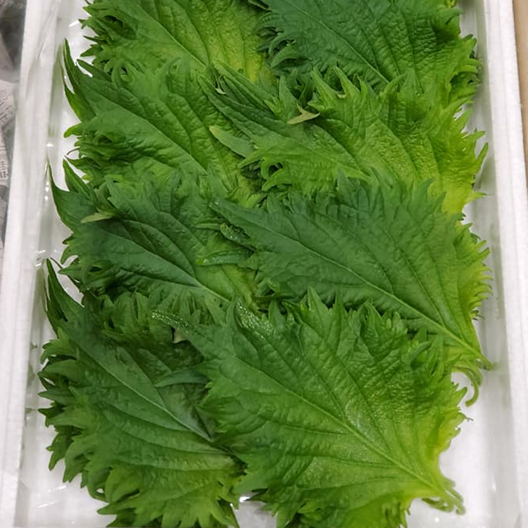 大葉シソ