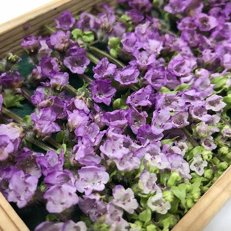 紫蘇花穗 シソ花