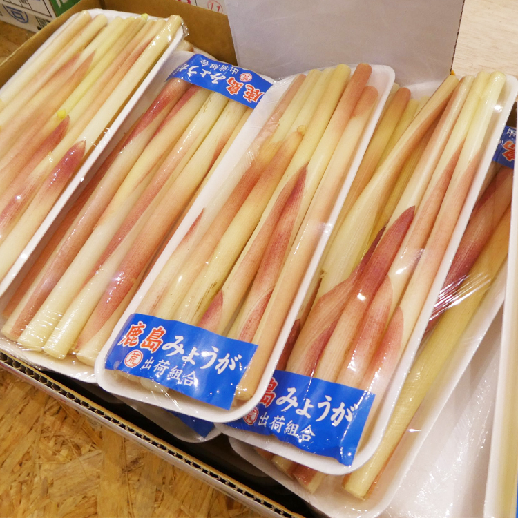 茗荷莖 ミョウガタケ