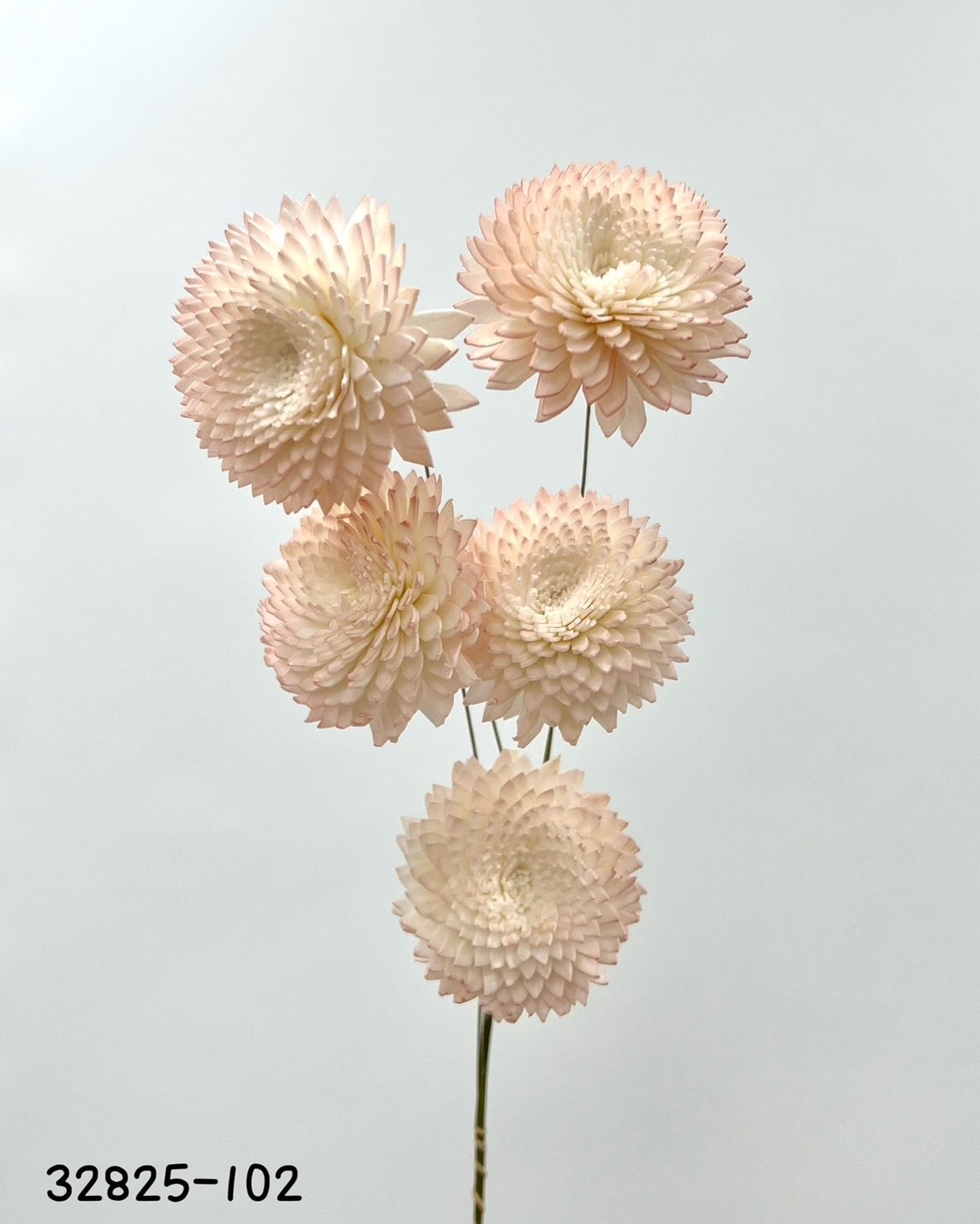 日本索拉大理菊 (5cm) 32825-102