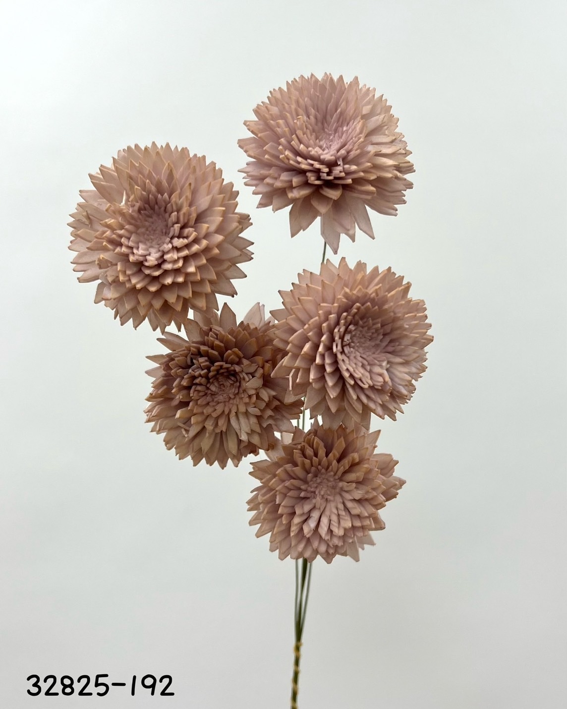 日本索拉大理菊 (5cm) 32825-192