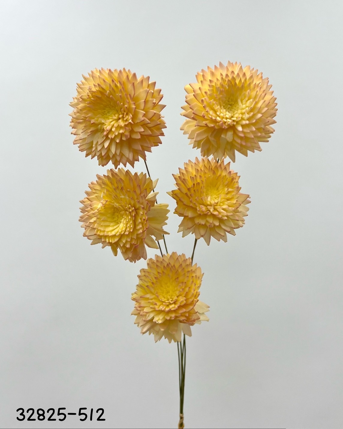 日本索拉大理菊 (5cm) 32825-512