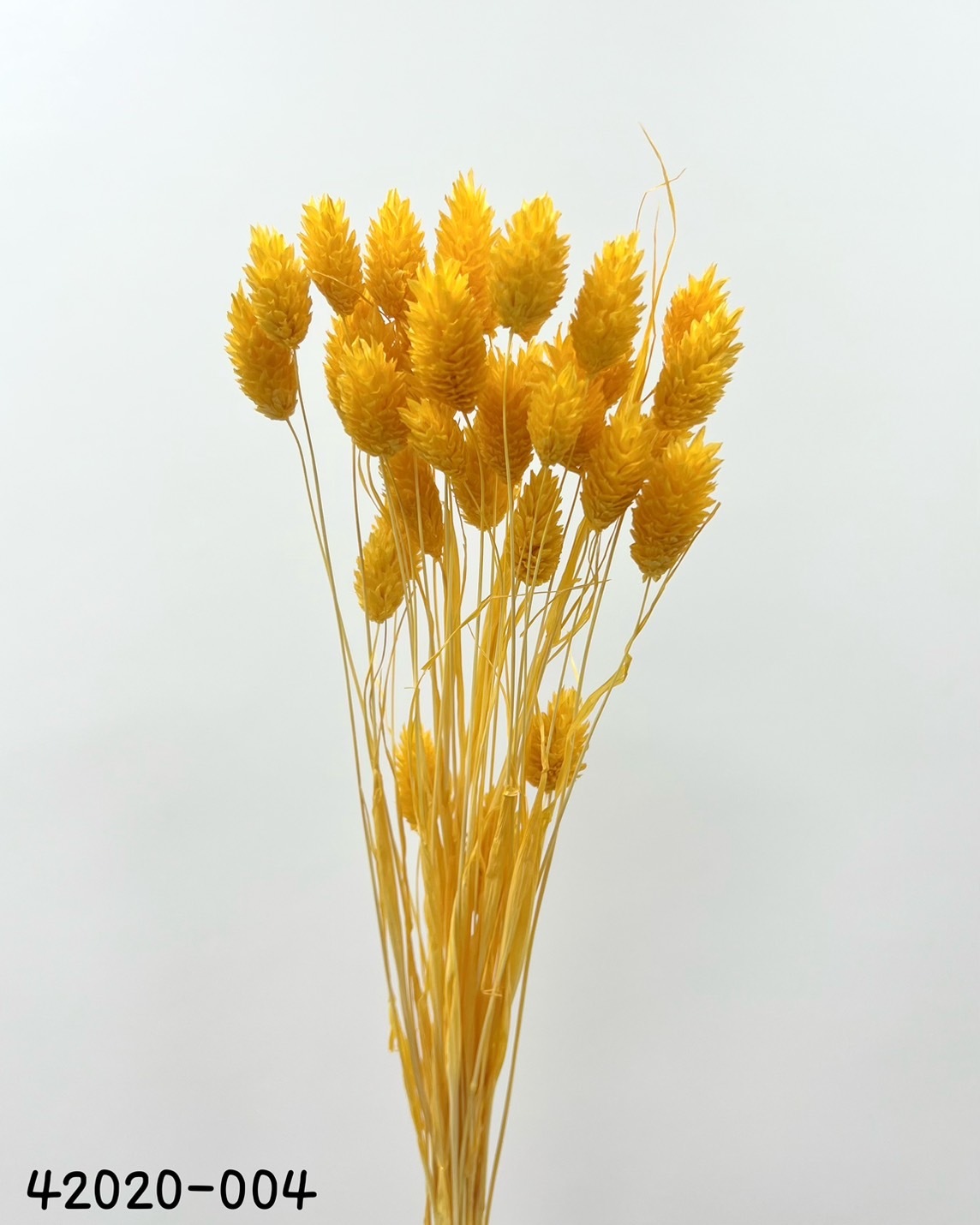 日本乾燥加那利 42020-004