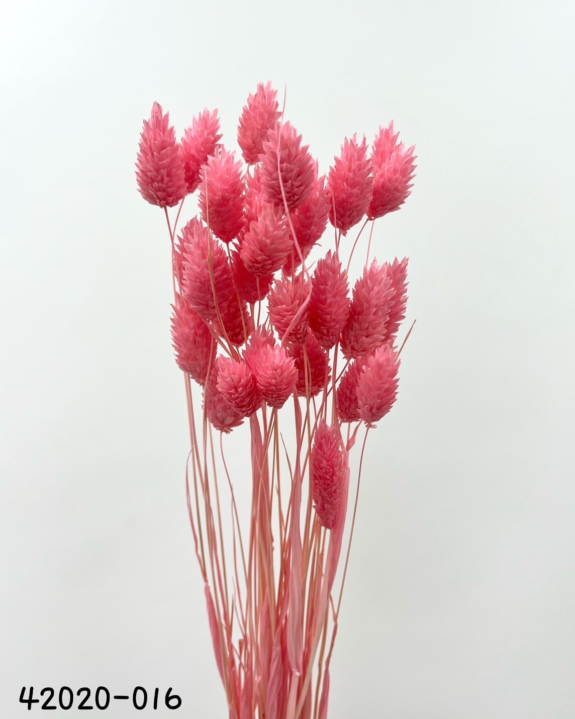 日本乾燥加那利 42020-016