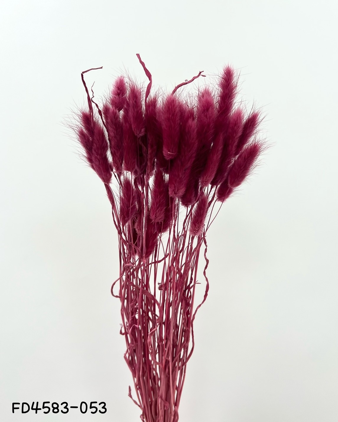 日本兔尾草 FD4583-53