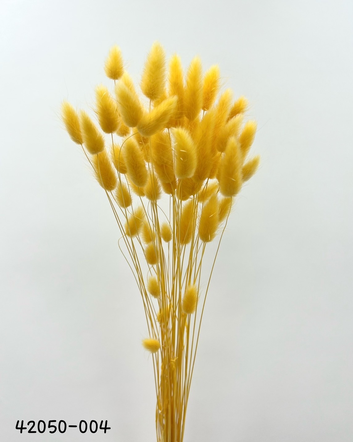 日本兔尾草 42050-004