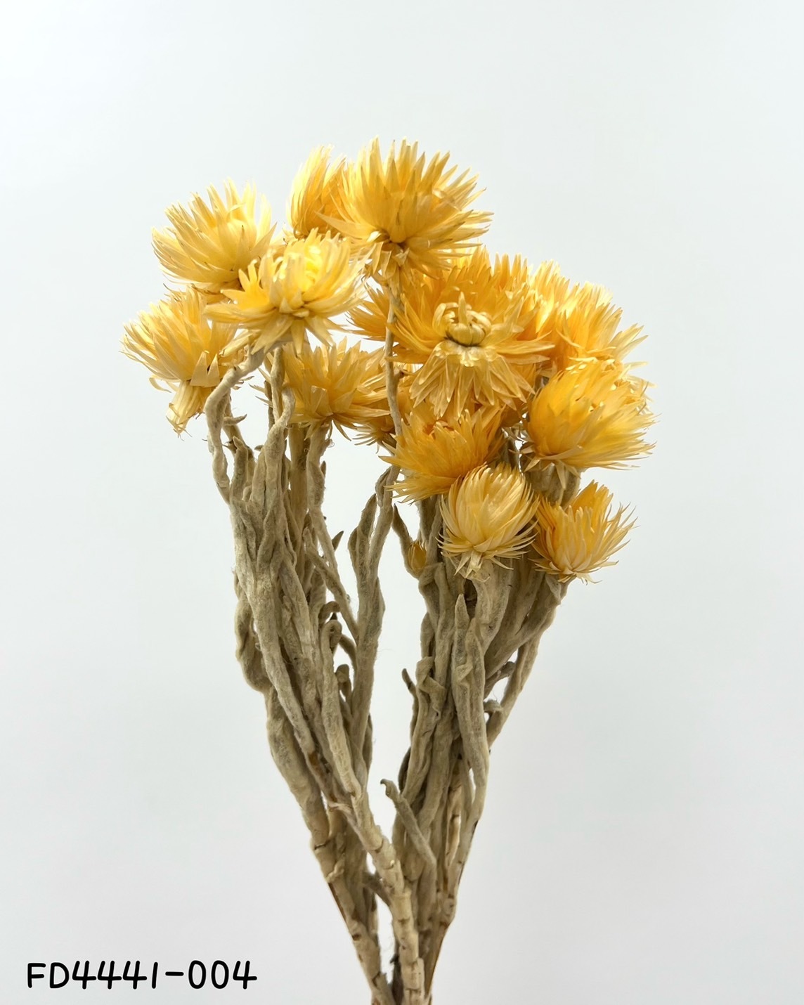 日本乾燥迷你旱雪蓮  FD4441-4