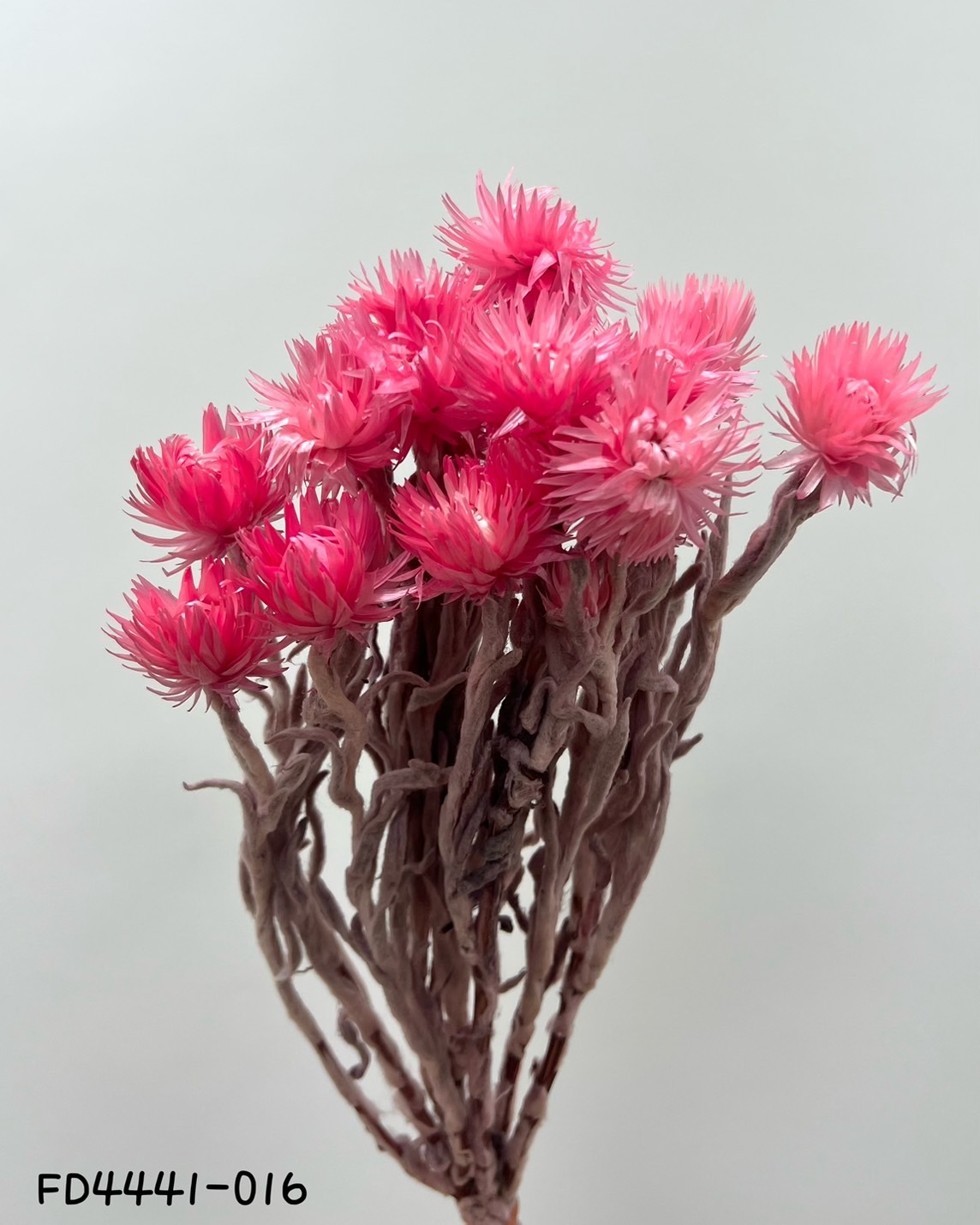 日本乾燥迷你旱雪蓮  FD4441-16