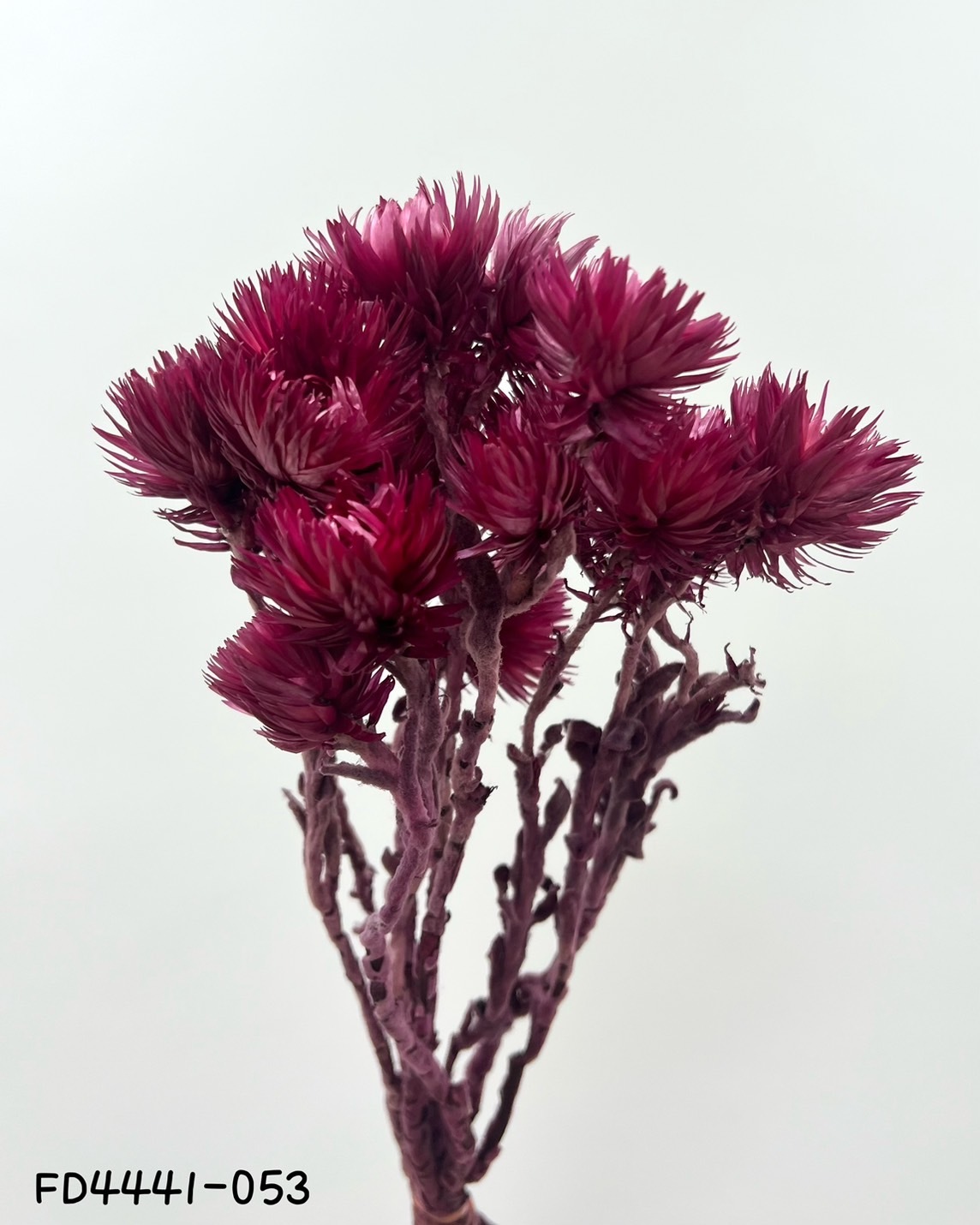 日本乾燥迷你旱雪蓮  FD4441-53