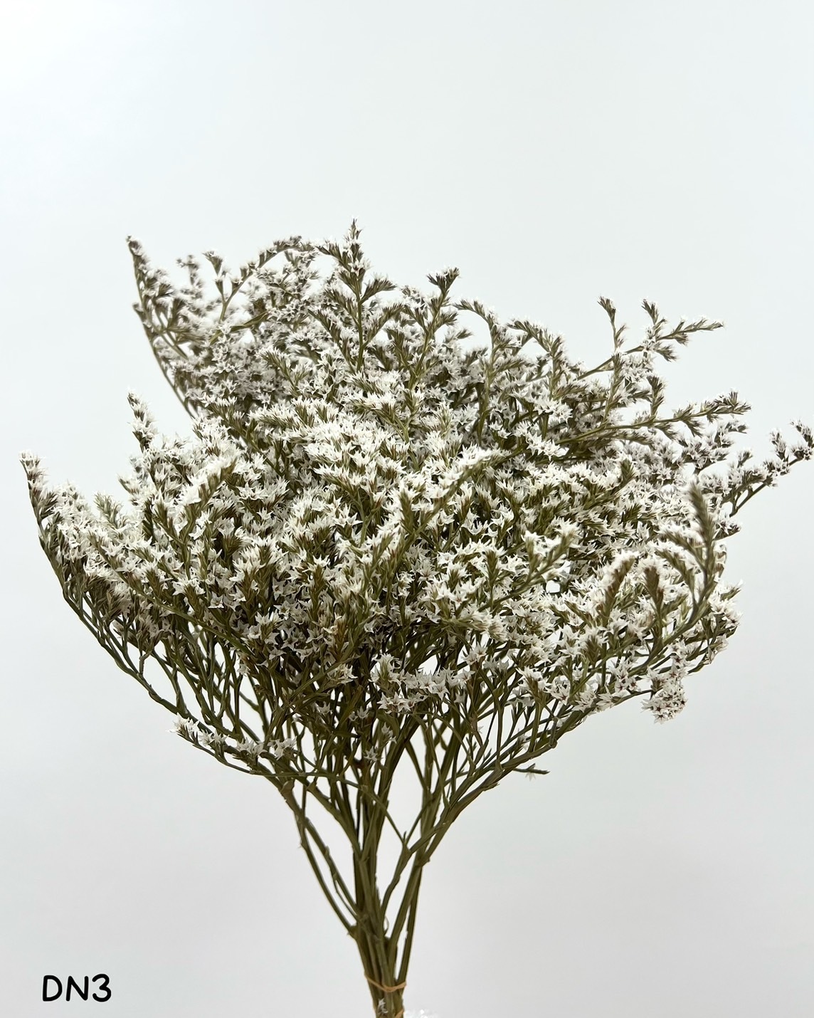 日本乾燥雪花草 DN3