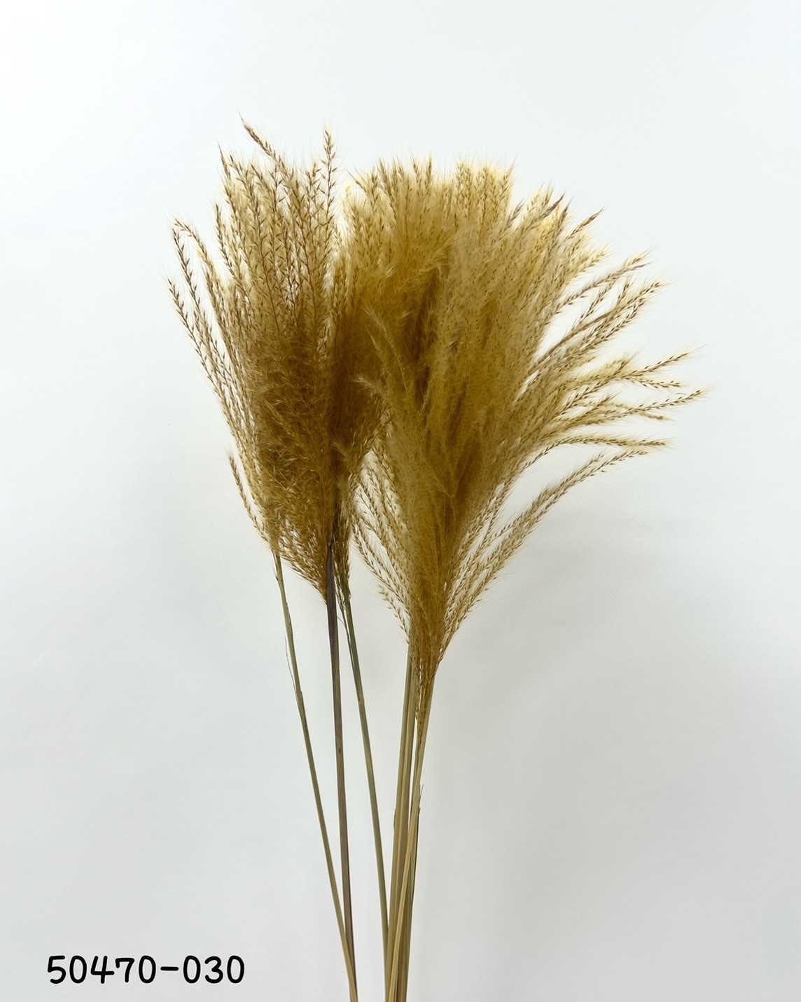 迷你蘆葦草 50470-030