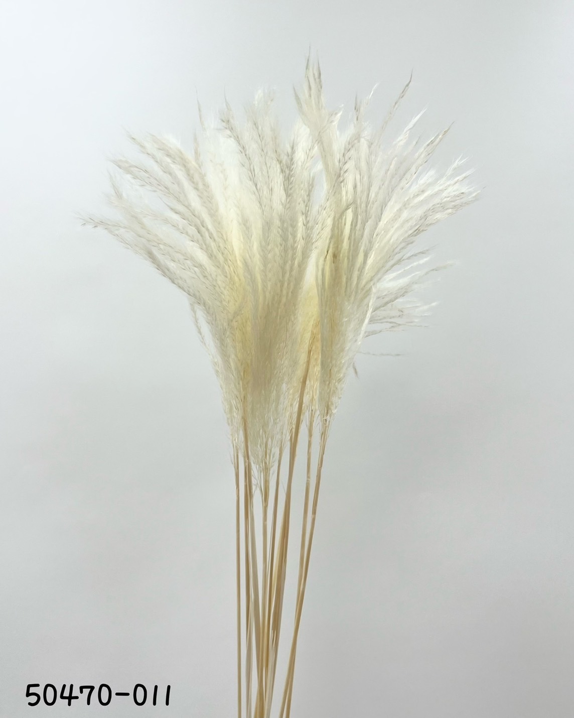 迷你蘆葦草 50470-011