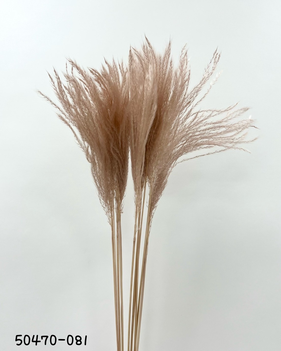 迷你蘆葦草 50470-081