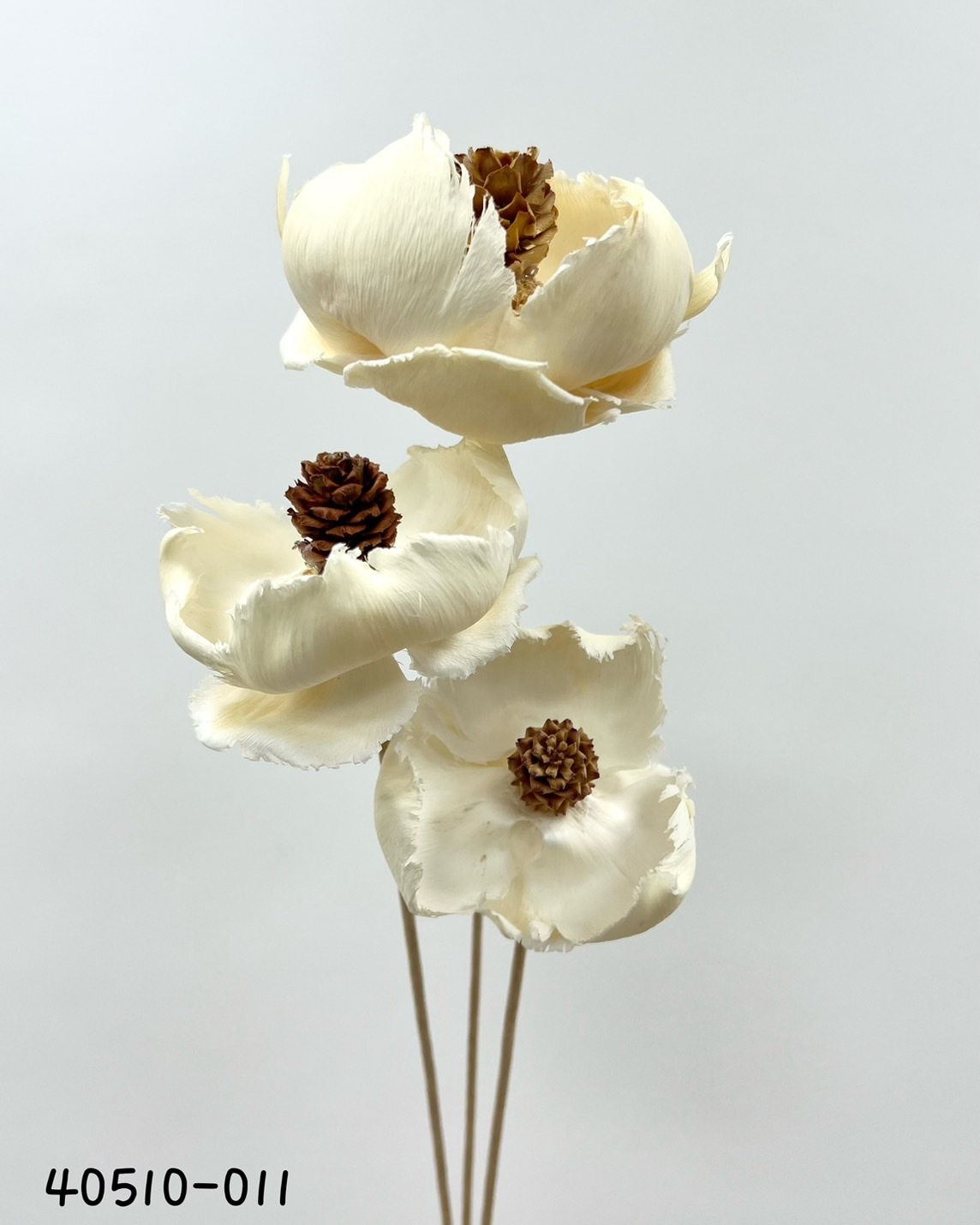日本松牡丹 40510-011