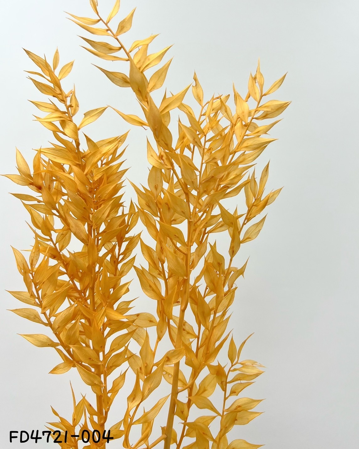 日本不凋小樺木 FD4721-4