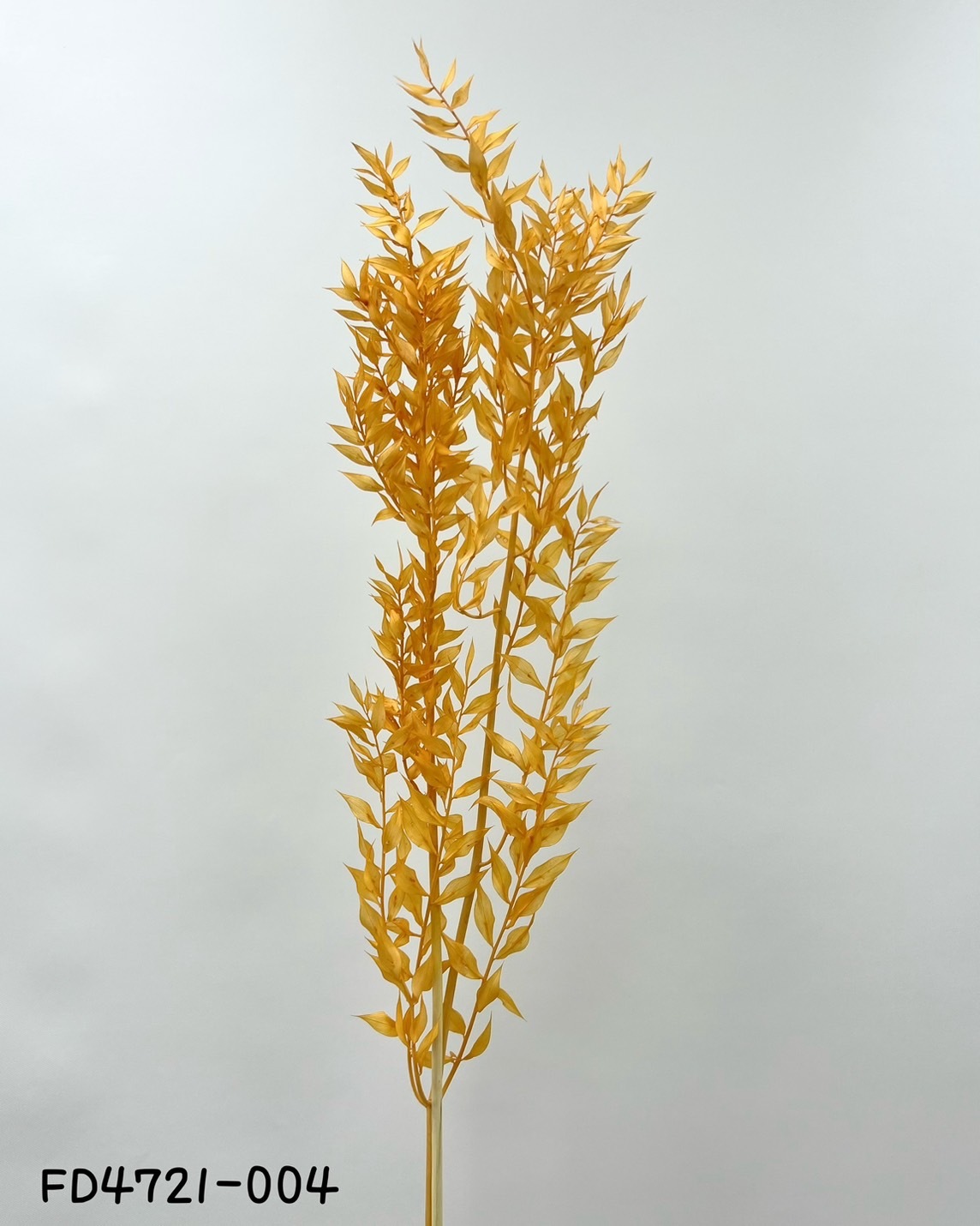 日本不凋小樺木 FD4721-4