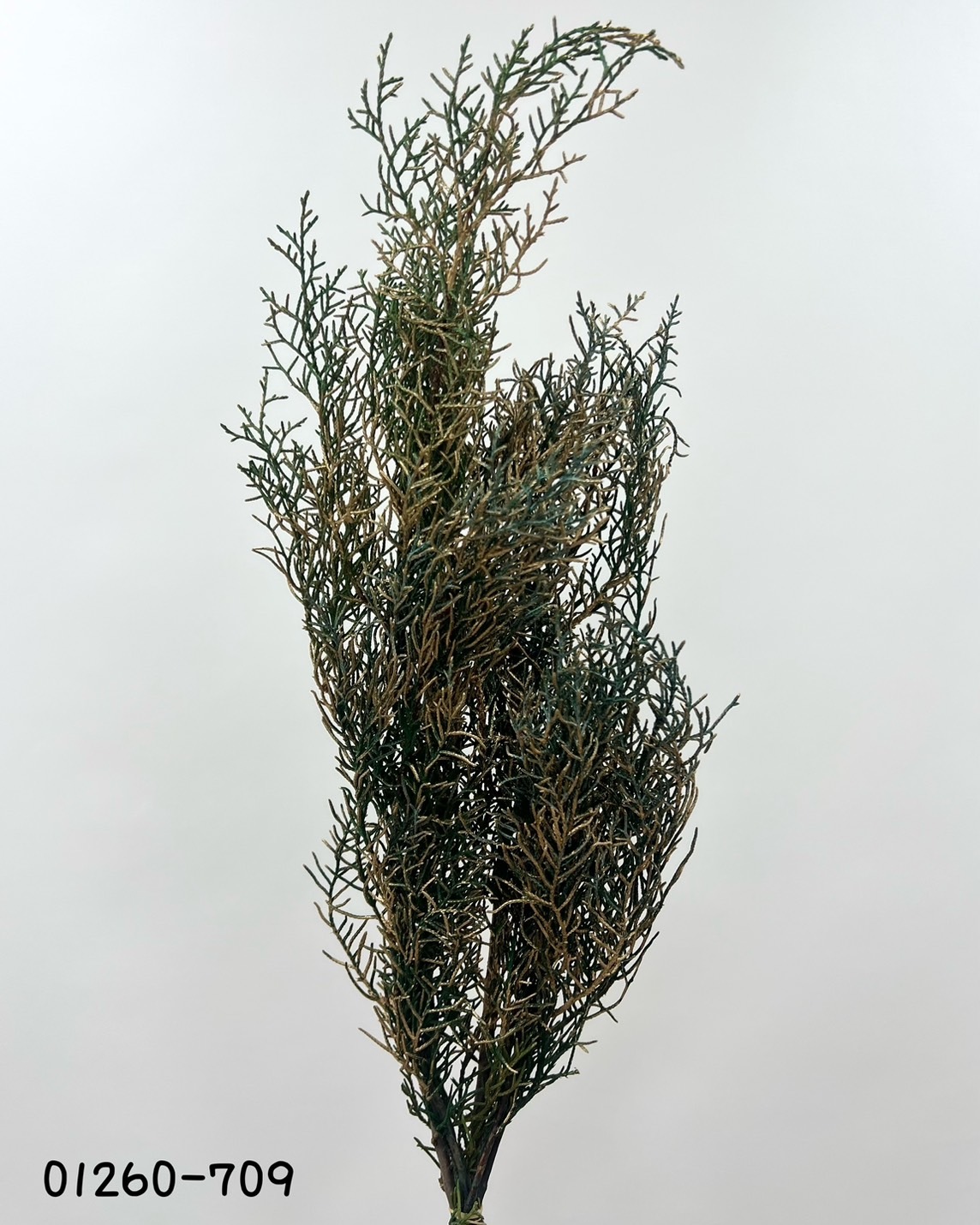 日本不凋藍柏 01260-709