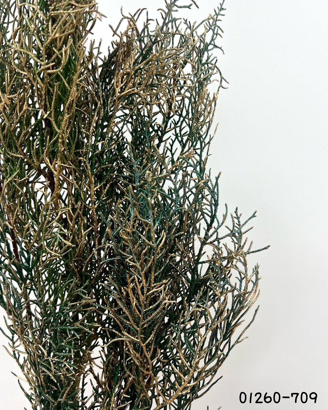 日本不凋藍柏 01260-709