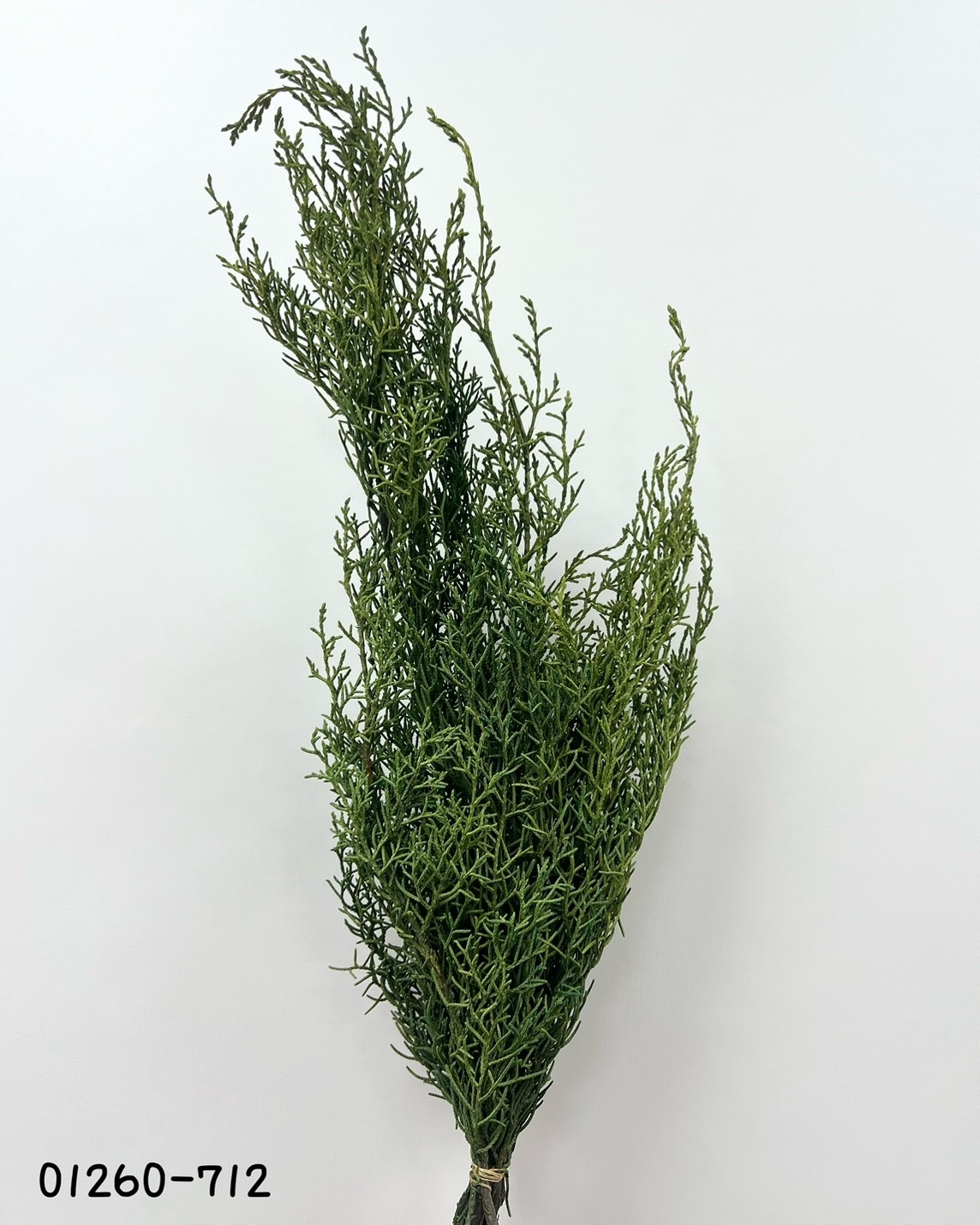 日本不凋藍柏 01260-712