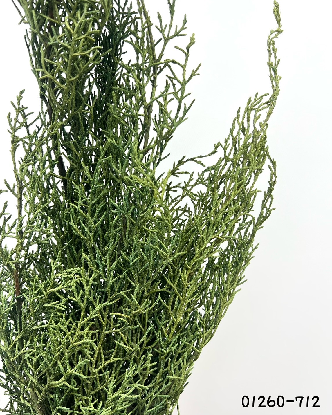 日本不凋藍柏 01260-712