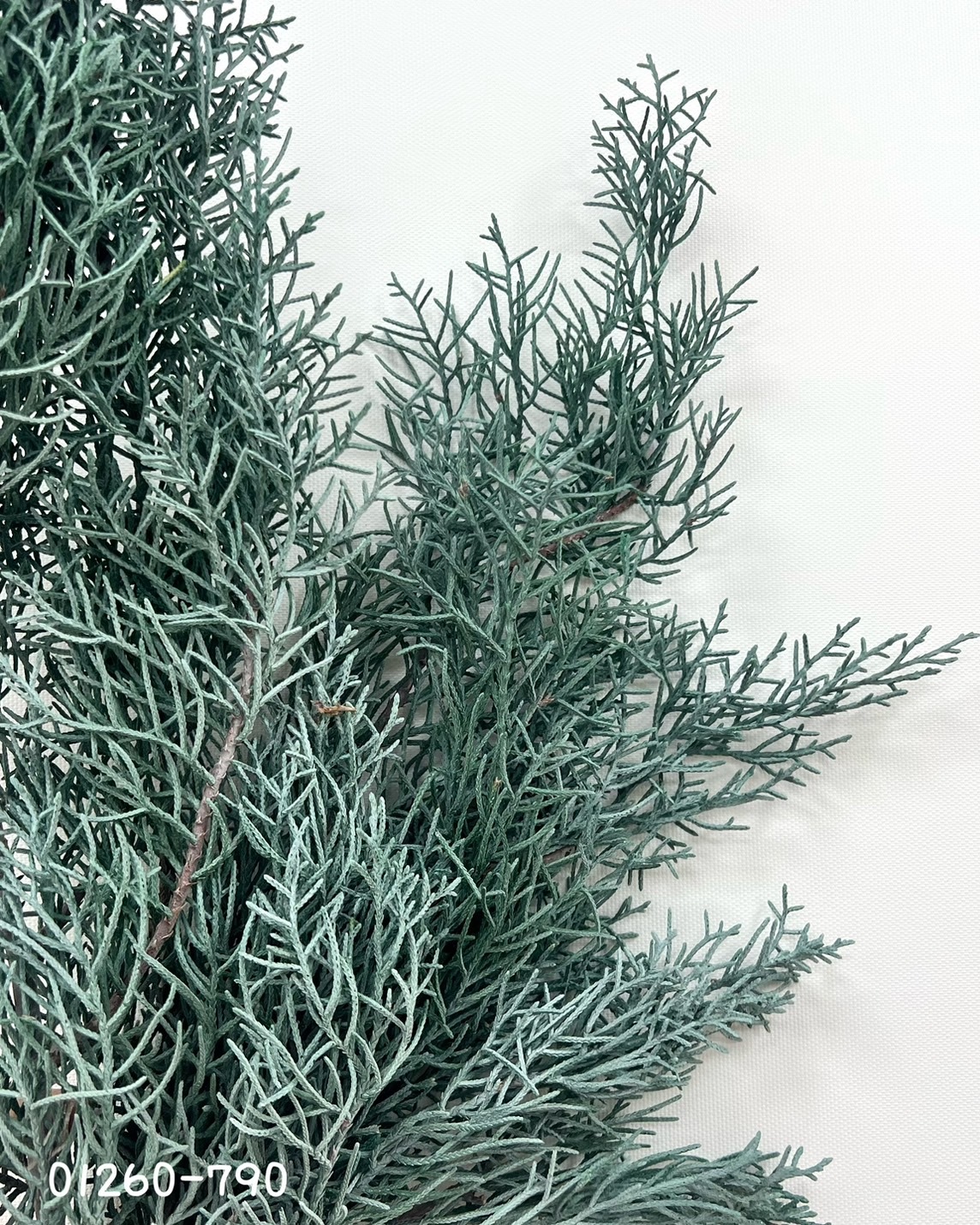 日本不凋藍柏 01260-790