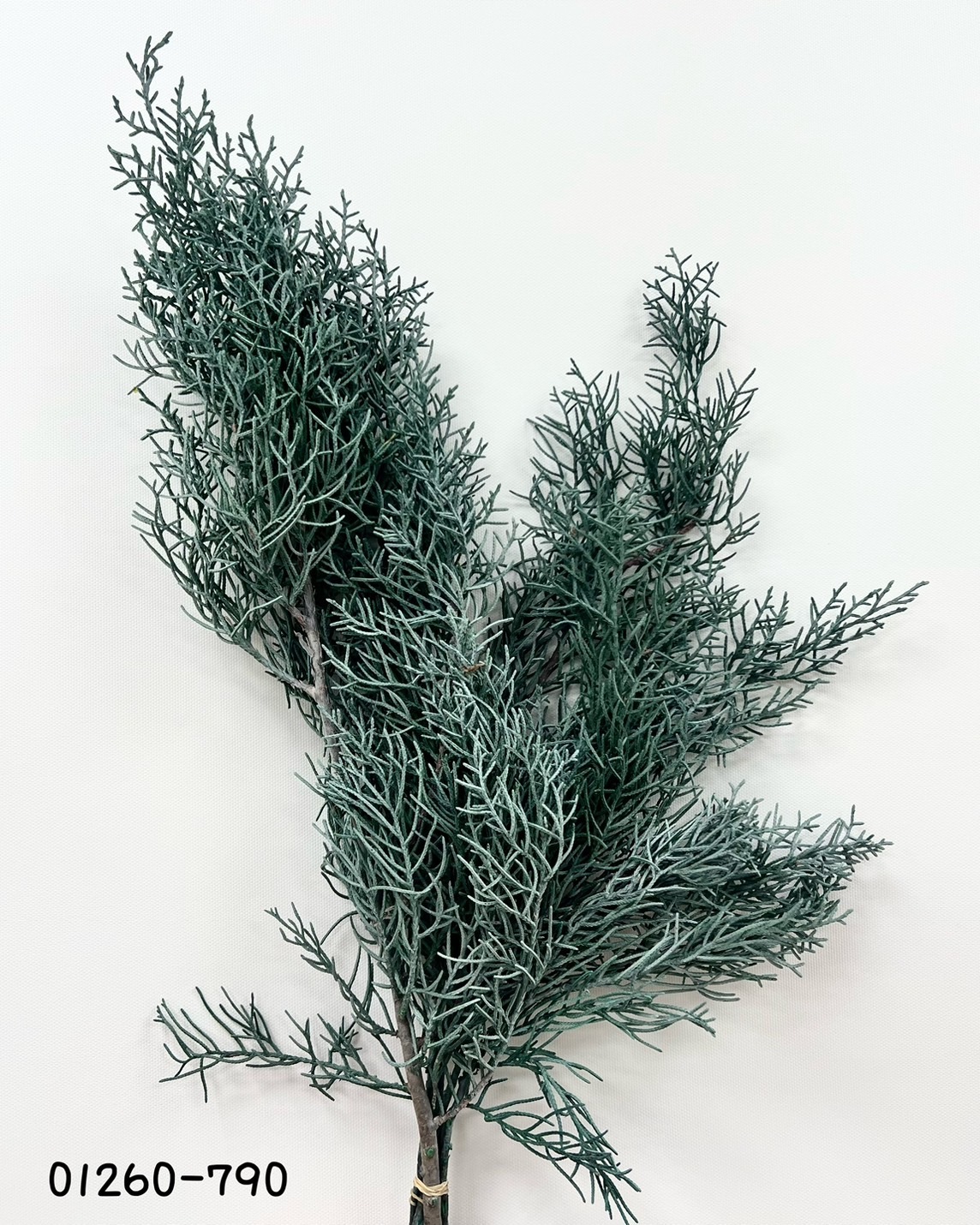 日本不凋藍柏 01260-790