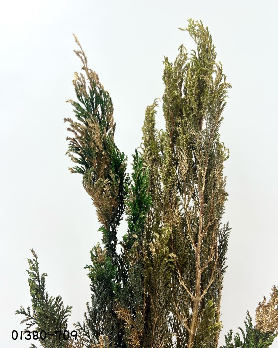 日本不凋羅漢柏 01380-709