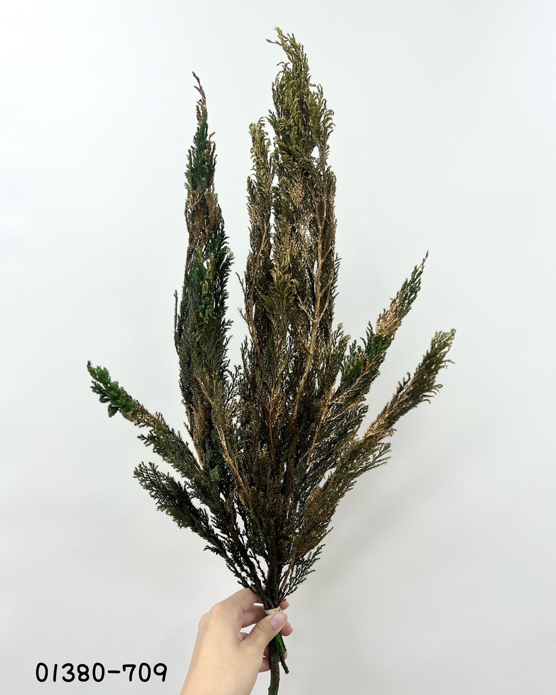 日本不凋羅漢柏 01380-709