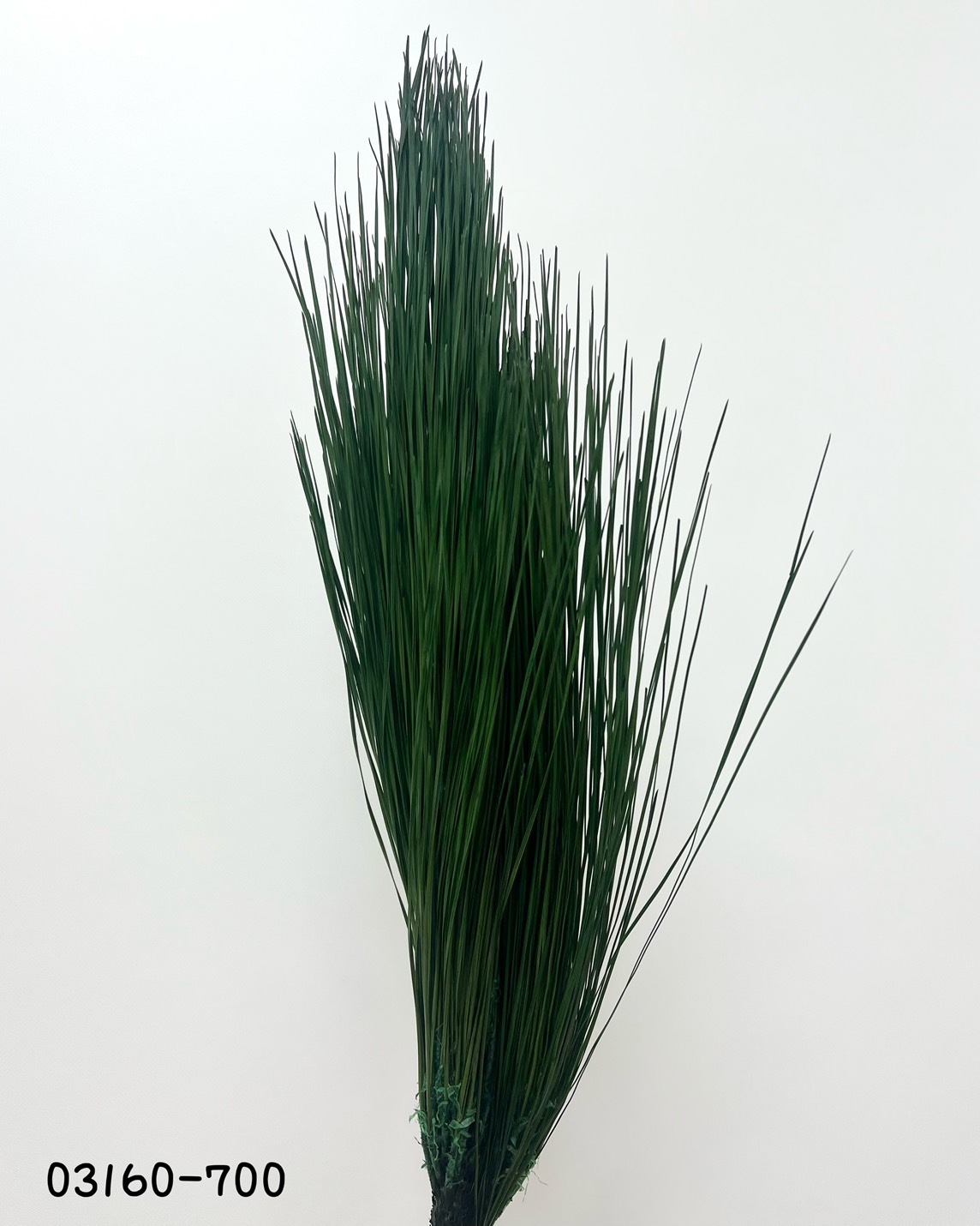 日本不凋大王松 03610-700