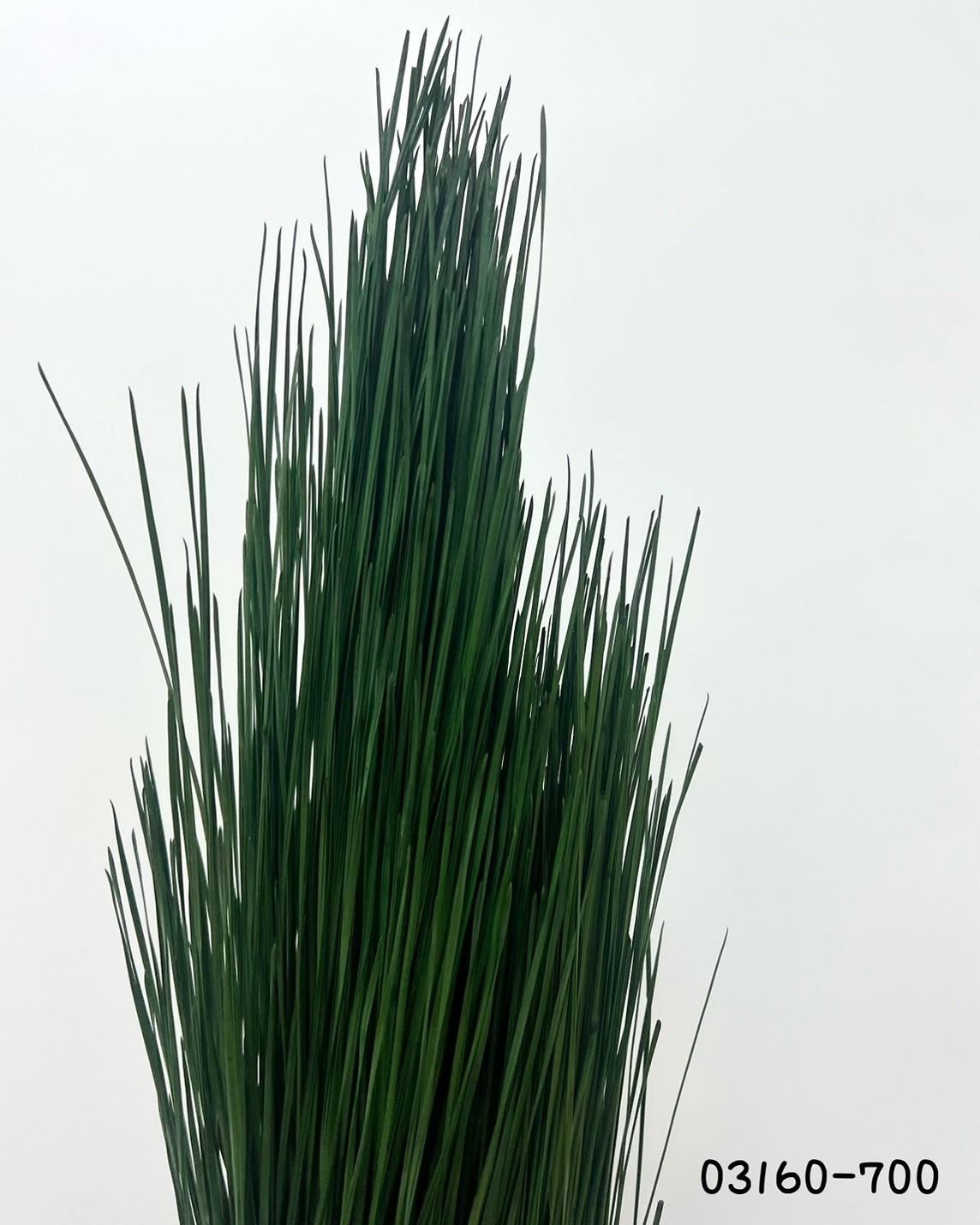 日本不凋大王松 03610-700