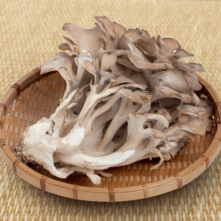 舞菇マイタケ