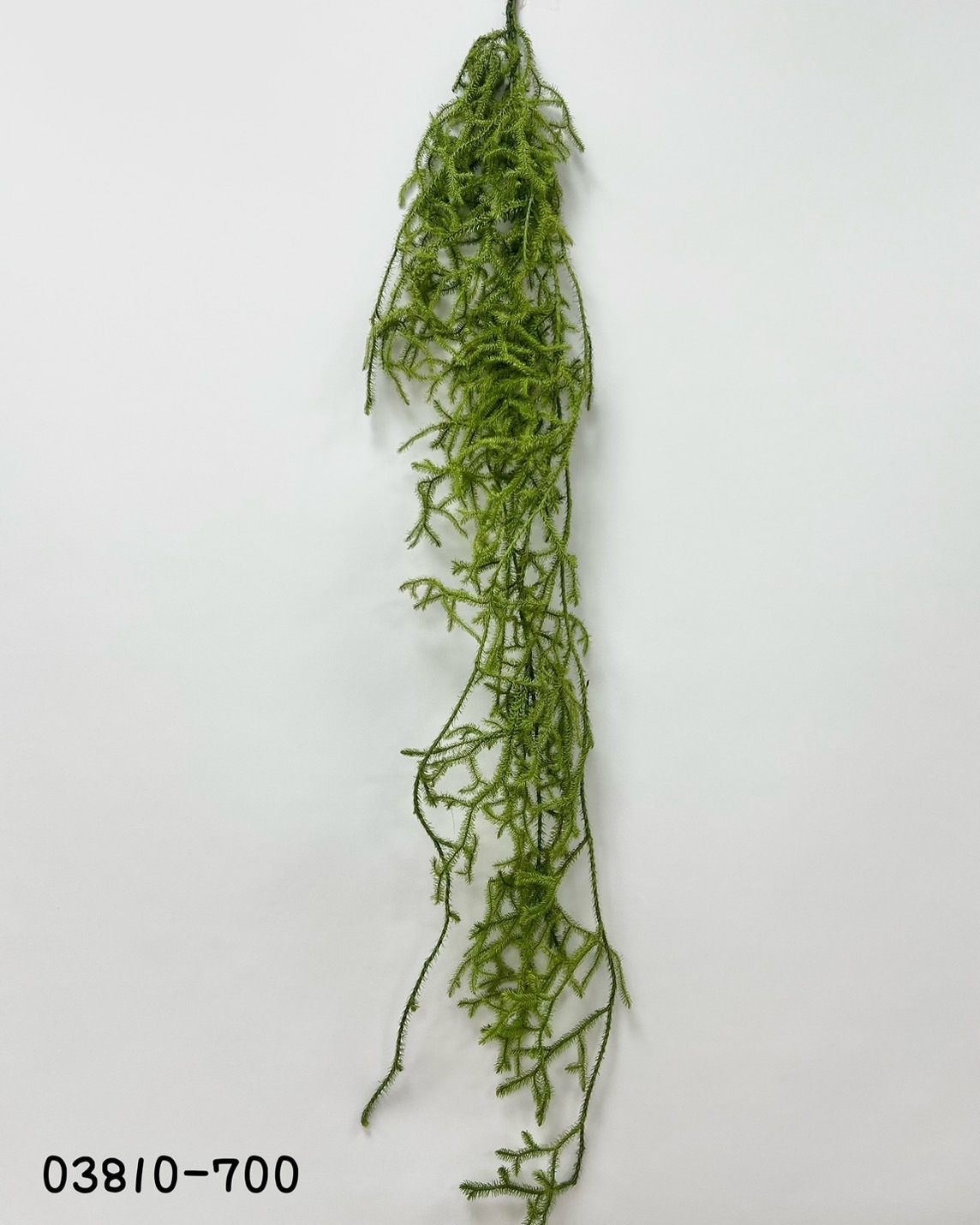 日本不凋東北石松 03810-700