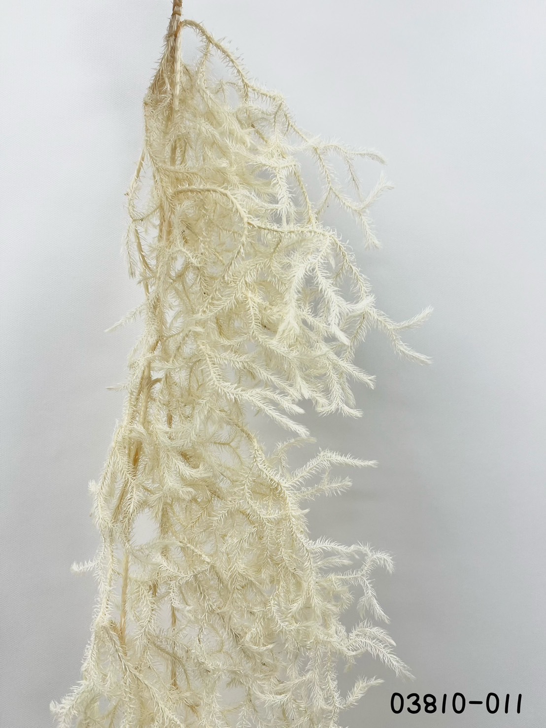 日本不凋東北石松 03810-011