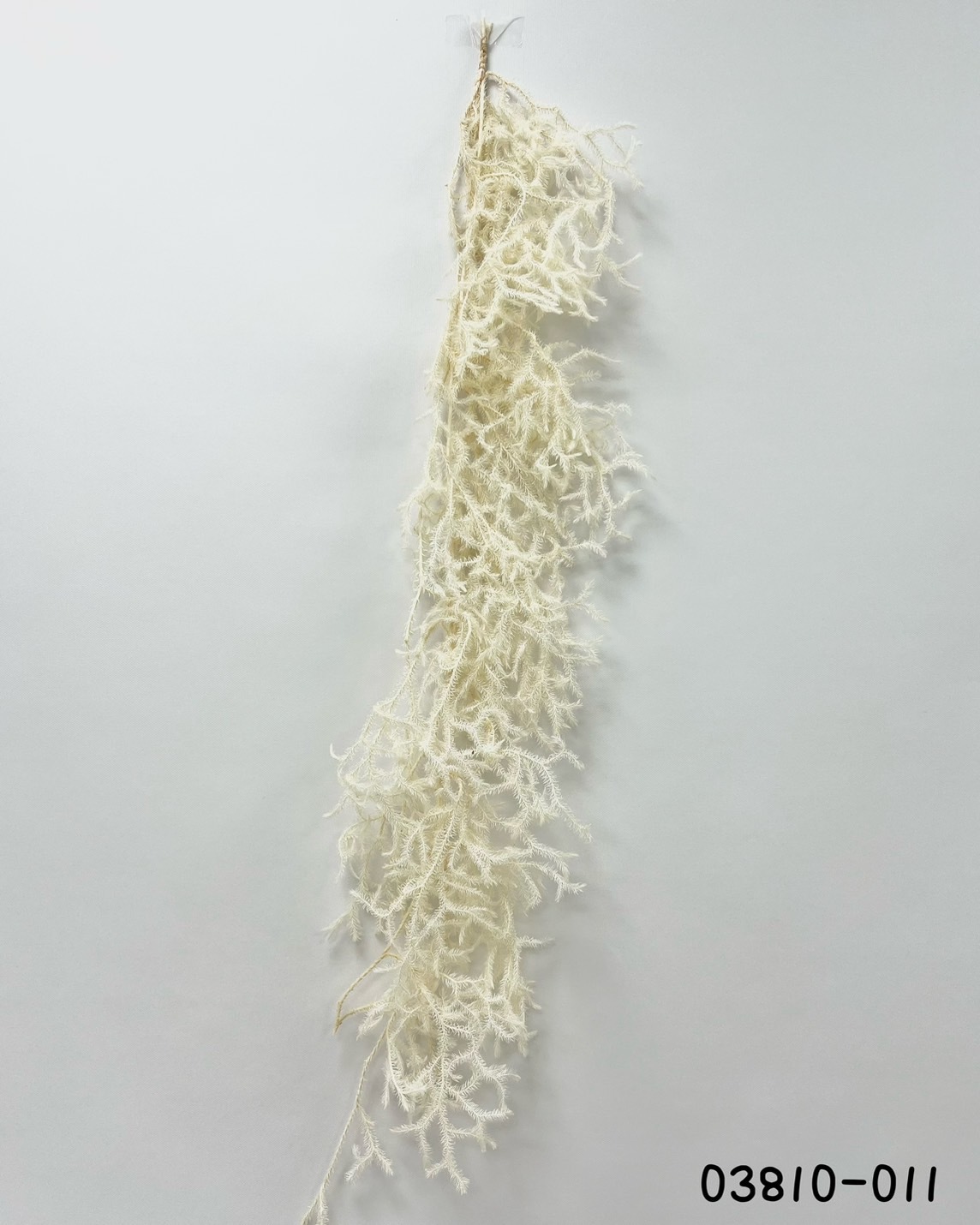 日本不凋東北石松 03810-011