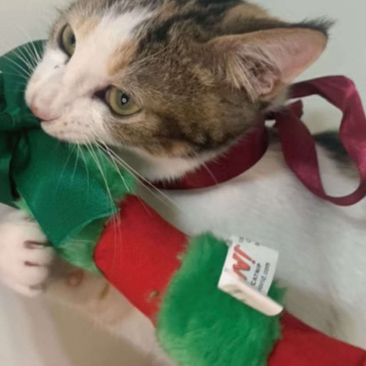 Yeowww! 節慶款｜貓草玩具