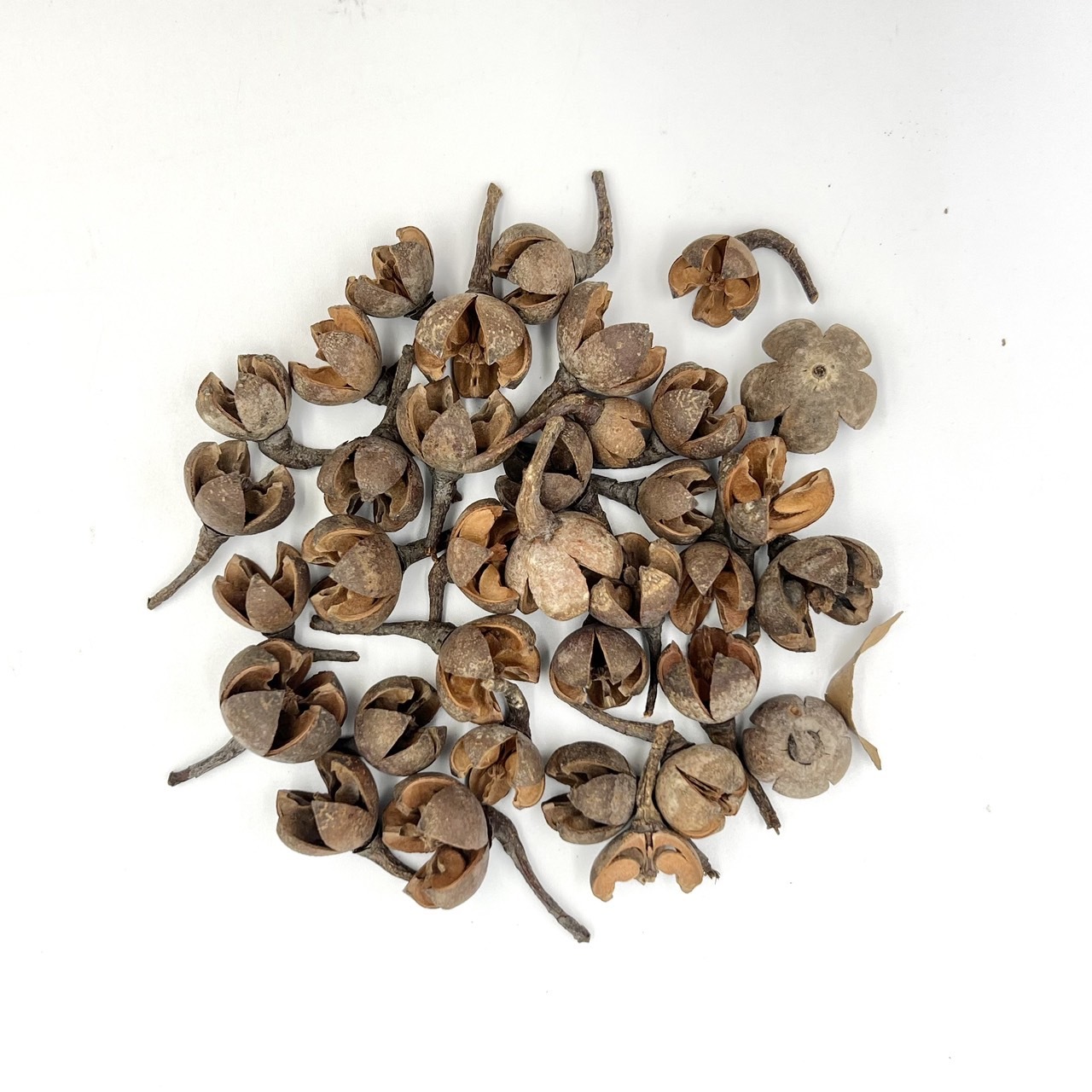 乾燥開心果(50g)