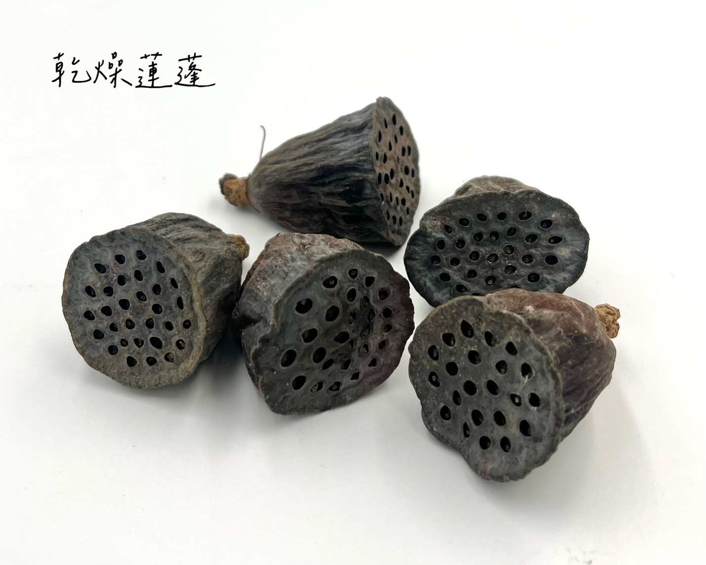 乾燥原色/白雪蓮蓬 (15個)