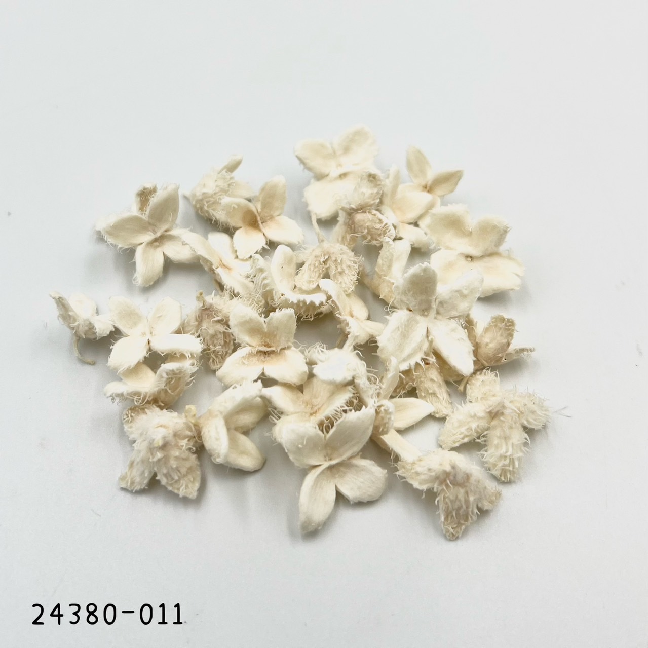 日本山毛櫸果實 24380-011