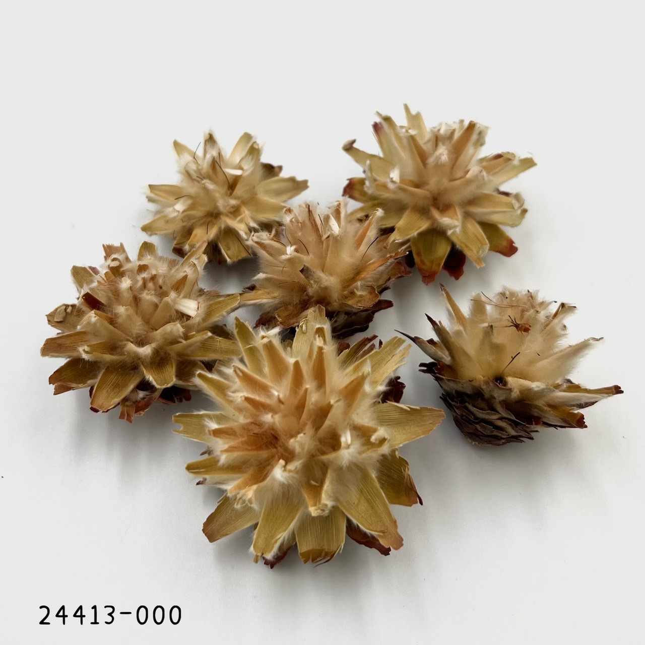 日本陀螺果 24413-000