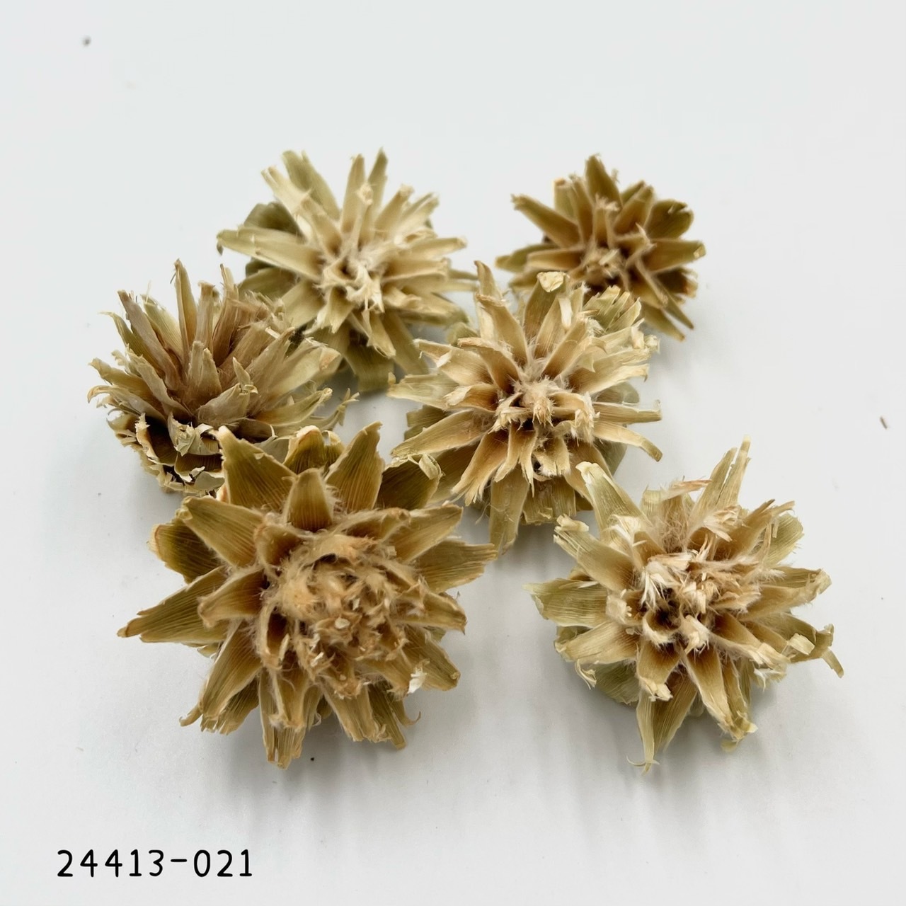 日本陀螺果 24413-021