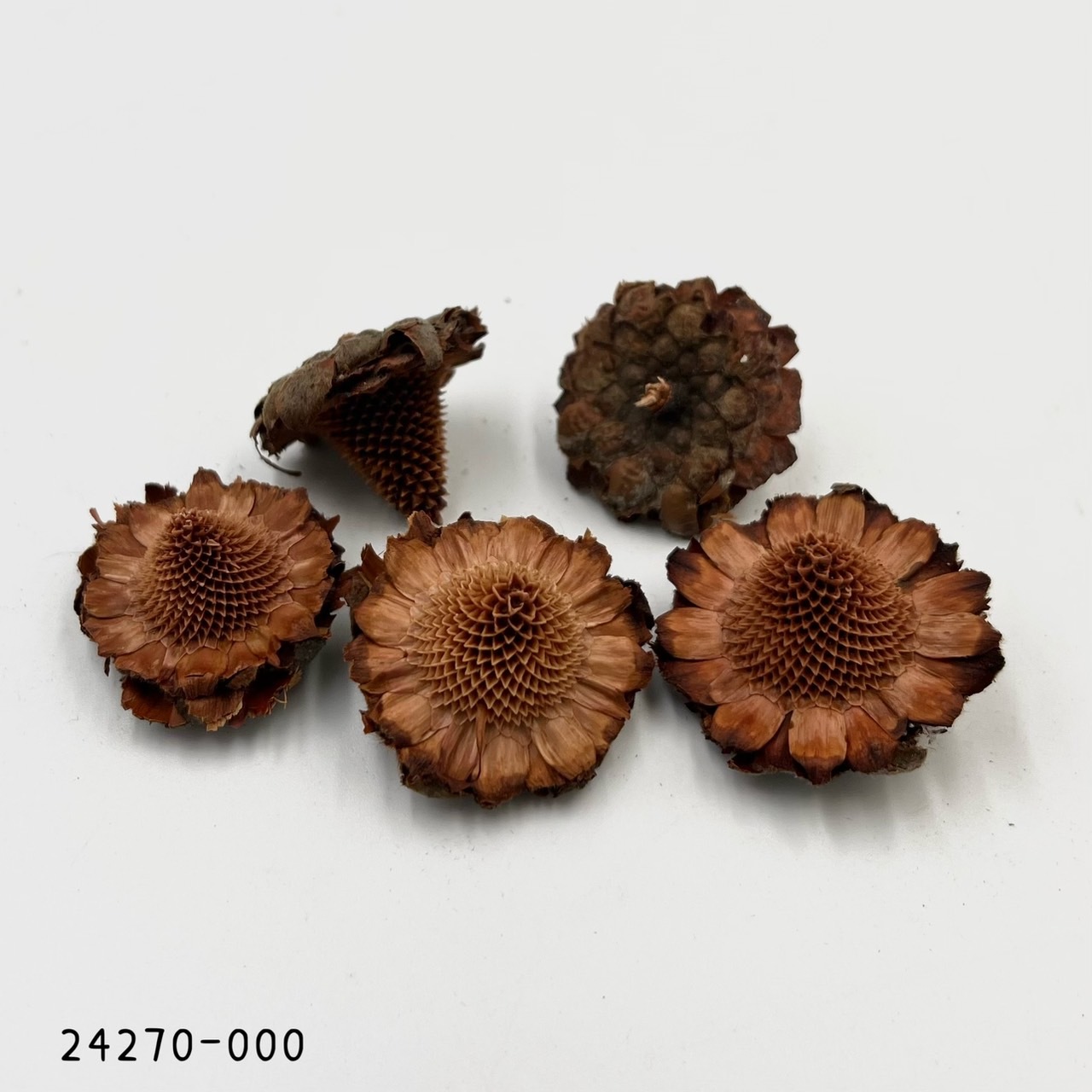 日本墨西哥帽果 24270-000