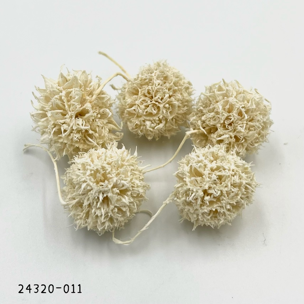 日本楓香果 24320-011