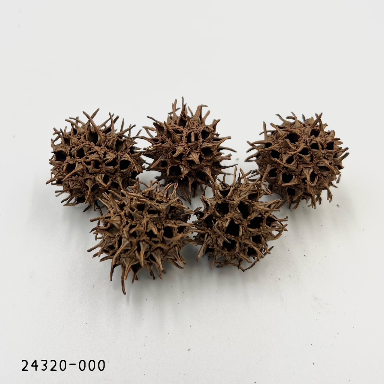 日本楓香果 24320-000