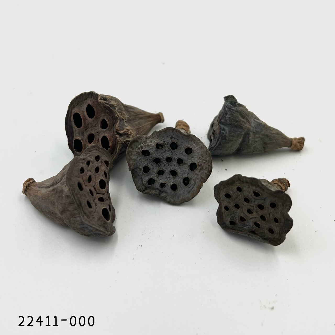 日本蓮蓬 22411-000